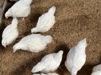 Orpington hennen wit, Dieren en Toebehoren, Pluimvee, Vrouwelijk, Kip