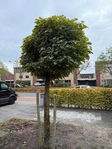 Catalpa Bignonioides (Trompetboom) beschikbaar voor biedingen