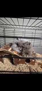 Teddy dwerg konijntjes, Vrouwelijk, Dwerg