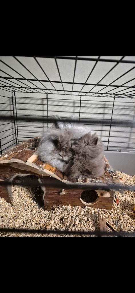 Teddy dwerg konijntjes, Dieren en Toebehoren, Konijnen, Dwerg, Vrouwelijk