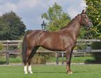 7 jarige gelderse merrie v.henkie, Dieren en Toebehoren, Paarden, Merrie, B, Gechipt, 7 tot 10 jaar