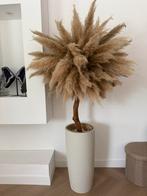 Pampas boom incl pot, Ophalen, Zo goed als nieuw