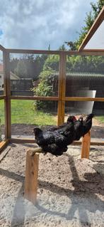 Haan te vergeven ( Brahma zeer groot), Dieren en Toebehoren, Mannelijk, Kip