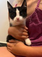 Superlieve boerderij Kittens, Dieren en Toebehoren, Katten en Kittens | Overige Katten, Meerdere dieren