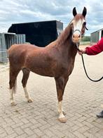 Knappe c pony, Dieren en Toebehoren, Pony's, Merrie, Gechipt, Dressuurpony, Zadelmak