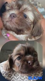 4 prachtige boomer reutjes beschikbaar Shih Tzu x Maltezer, Dieren en Toebehoren, Nederland, 8 tot 15 weken, Meerdere, Fokker | Professioneel