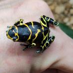 Dendrobates leucomelas 'Cerro autana', Dieren en Toebehoren, Reptielen en Amfibieën, Amfibie, 0 tot 2 jaar