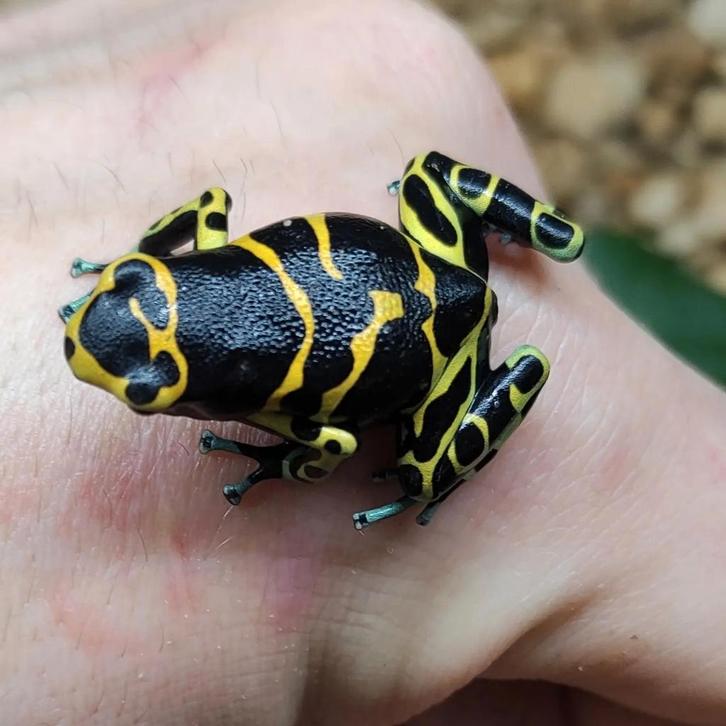 Dendrobates leucomelas 'Cerro autana'