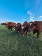 Gezocht ossen en koeien, Meerdere dieren