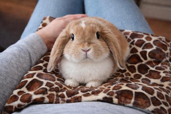 * Handgemaakte Anti plas dekens, Dieren en Toebehoren, Knaagdieren en Konijnen | Toebehoren, Nieuw, Verzorging, Ophalen of Verzenden