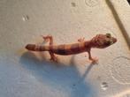 Luipaardgekko eublepharis macularis 0.0.1
#3, Hagedis