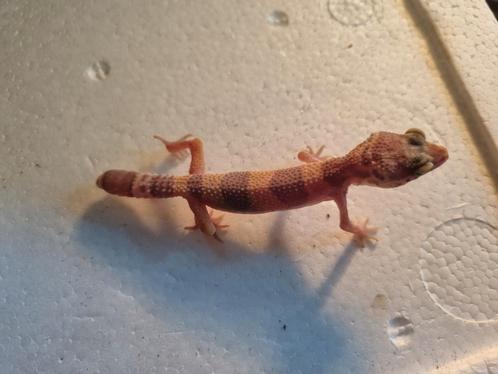Luipaardgekko eublepharis macularis 0.0.1
#3, Dieren en Toebehoren, Reptielen en Amfibieën, Hagedis