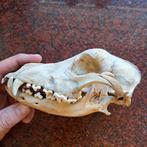 schedel van een hond, Ophalen of Verzenden, Zo goed als nieuw, Schedel, Hond of Kat