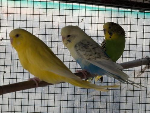 Parkieten, Dieren en Toebehoren, Vogels | Parkieten en Papegaaien, Parkiet, Meerdere dieren