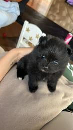 Pommeriaan reu, Dieren en Toebehoren, Keeshond, Reu, 8 tot 15 weken, CDV (hondenziekte)