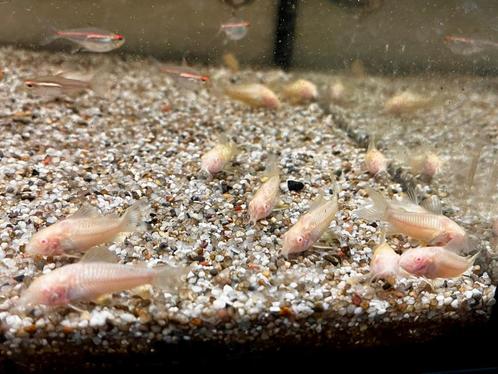 DIV Corydoras, Dieren en Toebehoren, Vissen | Aquariumvissen, Vis