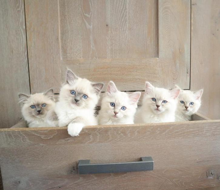 Kittens gratis af te halen!, Dieren en Toebehoren, Katten en Kittens | Overige Katten, Meerdere dieren, 0 tot 2 jaar