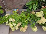 5 pluimhortensia's 'Little Lime', Ophalen, Zomer, Siergrassen, Volle zon