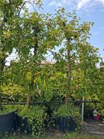 Oude karakteristieke laagstam appelboom! Malus pinova, Tuin en Terras, Planten | Fruitbomen, Lente, In pot, Ophalen of Verzenden