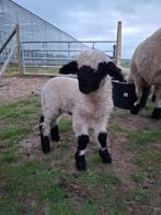 Walliser Schwarznase schaap lam ram, Dieren en Toebehoren, Schapen, Geiten en Varkens, Mannelijk, Schaap, 0 tot 2 jaar