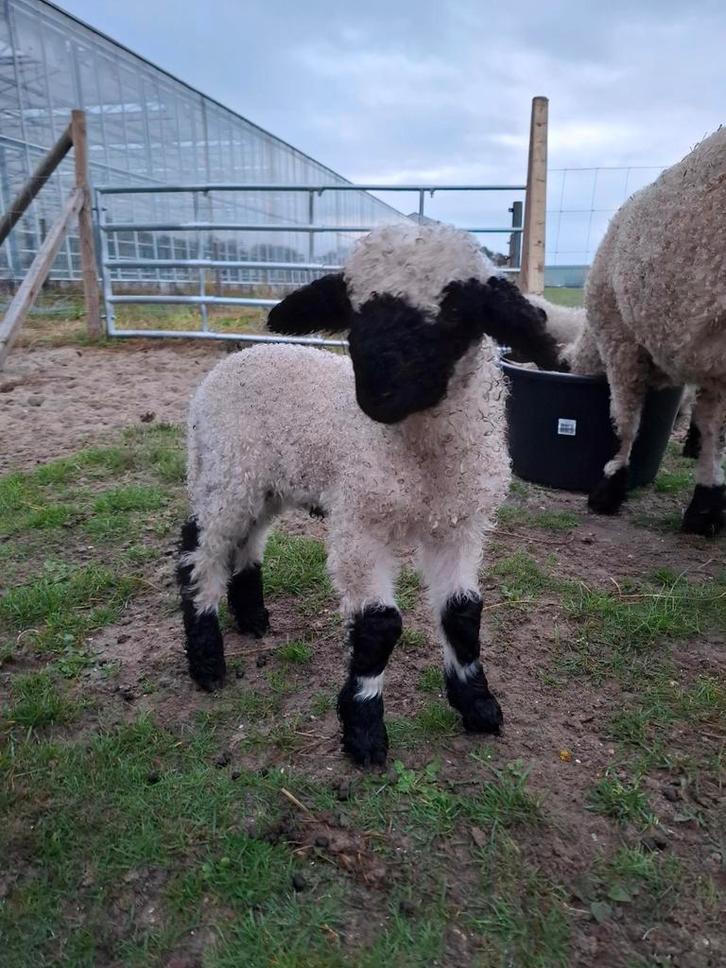 Walliser Schwarznase schaap lam ram, Dieren en Toebehoren, Schapen, Geiten en Varkens, Schaap, Mannelijk, 0 tot 2 jaar