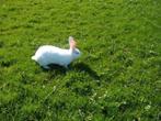 Wit Rex konijn met rode ogen (albino), Dieren en Toebehoren, Vrouwelijk, Middelgroot, 0 tot 2 jaar