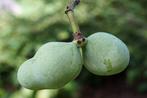 Pawpaw Asimina triloba Roomappel voedsel -tuin -bos vrucht, Volle zon, Vaste plant, Ophalen of Verzenden, Fruitplanten