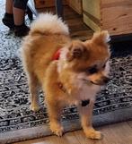 Pomeriaan/ keeshond van ruim 1 jaar, Dieren en Toebehoren, Rabiës (hondsdolheid), 1 tot 2 jaar, Eén hond, Nederland