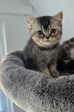 Lief katertje met Stamboom mag verhuizen!!!, Dieren en Toebehoren, Katten en Kittens | Raskatten | Korthaar, Kater, Met stamboom