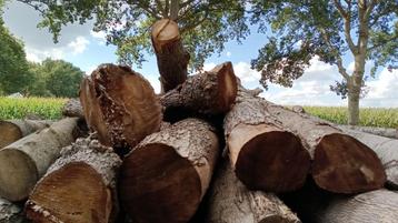 5 m3 elzenhout. Stammen 30-40-50 cm. Lengtes 3 meter. beschikbaar voor biedingen