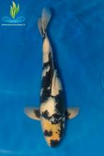 069 Shiro Utsuri, Dieren en Toebehoren, Vissen | Vijvervissen, Karper of Koi