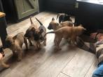 Super leuke vrolijke Mechelse/Hollandse herder pups, CDV (hondenziekte), 8 tot 15 weken, Meerdere, Meerdere dieren