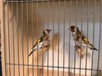 Majoor putters, Dieren en Toebehoren, Meerdere dieren, Wildzangvogel