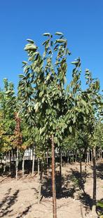 Kers / kersenboom | Prunus avium Kordia, Overige soorten, Volle zon, Ophalen