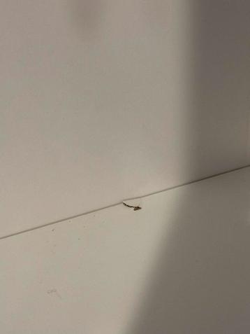 Billy kast met glazen deuren (IKEA) - afbeelding 2