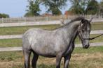 🌿 Tinker pony – 4 jaar – 1m21 – Grijs 🌿, Dieren en Toebehoren, Merrie, Zadelmak, 3 tot 6 jaar, Gechipt