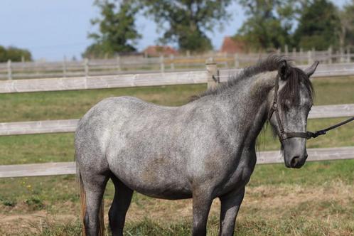 🌿 Tinker pony – 4 jaar – 1m21 – Grijs 🌿, Dieren en Toebehoren, Pony's, Merrie, Zadelmak, B pony (1.17m tot 1.27m), Recreatiepony