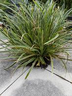Carex morrowii stekken - Winterhard siergras voor schaduw, Ophalen, Vaste plant, Siergrassen, Bloeit niet