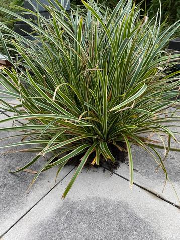 Carex morrowii stekken - Winterhard siergras voor schaduw beschikbaar voor biedingen