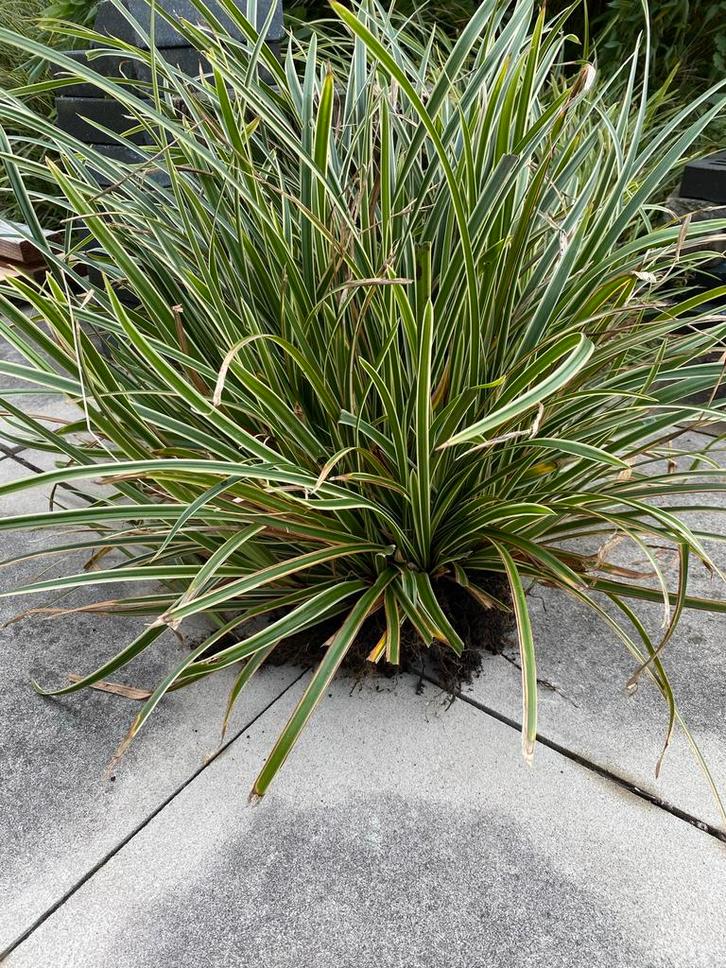 Carex morrowii stekken - Winterhard siergras voor schaduw, Tuin en Terras, Planten | Tuinplanten, Vaste plant, Siergrassen, Volledige schaduw