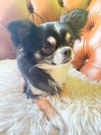 Mooie chihuahua, Reu, 1 tot 2 jaar, Eén hond, Chihuahua