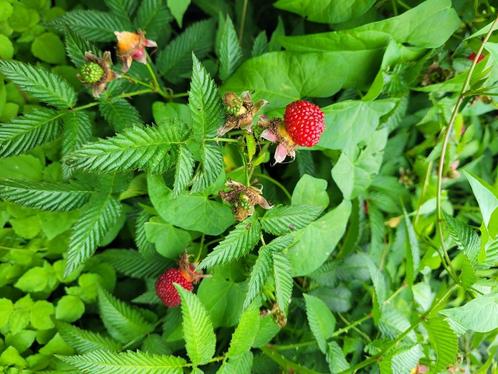 Aardbeiframbozen, Rubus illecebrosus in pot!, Tuin en Terras, Planten | Tuinplanten, Vaste plant, Fruitplanten, Halfschaduw, Zomer