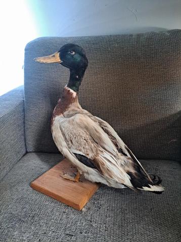 TAXIDERMY/TAXIDERMIE ANTIEK OPGEZETTE "WILDE EEND MAN" beschikbaar voor biedingen