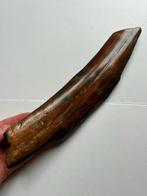 Slagtand wolharige mammoet ivoor Noordzee fossiel, Verzamelen, Ophalen of Verzenden, Fossiel