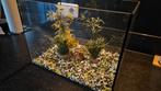 Aquarium decoratie: Steentjes & planten, Dieren en Toebehoren, Vissen | Aquaria en Toebehoren, Ophalen of Verzenden, Zo goed als nieuw