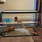 Hamster kooi / terrarium glas, Dieren en Toebehoren, Knaagdieren en Konijnen | Hokken en Kooien, Kooi, Zo goed als nieuw, Hamster