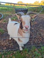 Geit te koop, Dieren en Toebehoren, Vrouwelijk, Geit, 3 tot 5 jaar