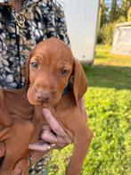 1 viszla pups wie heeft er goed een huisje voor deze lieverd, Overige rassen, Meerdere, Meerdere dieren, Nederland