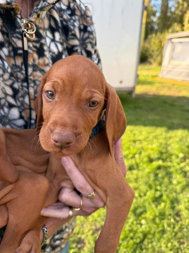 1 viszla pups wie heeft er goed een huisje voor deze lieverd, Dieren en Toebehoren, Honden | Setters en Staande honden, Meerdere dieren