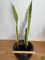Sansevieria/snakeplant/vrouwentong 80-90cm incl. pot, Ophalen